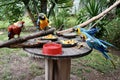 Three Blue and Yellow Macaws, and a red and green Macaw, enjoying a fruity breakfast in a garden in Peru. Royalty Free Stock Photo