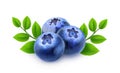 Three blueberries with branches and leaves Royalty Free Stock Photo