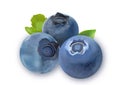 Three Blueberries isolated