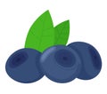 Three blueberries with two green leaves, fresh ripe berry. Healthy organic food, natural fruit, blueberry close-up