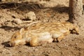 Three boar piglets