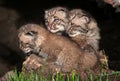 Three Bobcat Kittens (Lynx rufus) Royalty Free Stock Photo