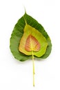 Three bodhi or Peepal leaf and new leaf on white background