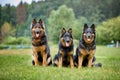 Three Bohemian shepherd dogs, bitches, sitting directly in front of camera, purebred Royalty Free Stock Photo