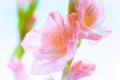 Beautiful blooming pink Gladiolus flower Royalty Free Stock Photo