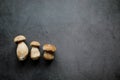 Three boletus edulis isolated on dark background.