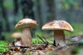 Three boletus mushroom and rain