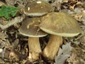 Three boletus mushrooms