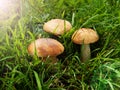 Three boletus mushrooms in green grass in sunlight.