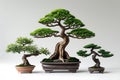 Three bonsai trees displayed on a white surface Royalty Free Stock Photo