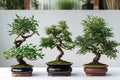 Three bonsai trees in pots on a white surface Royalty Free Stock Photo