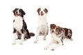 Three Border Collie Dogs Sitting And Laying