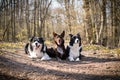 Three border collies are lying in forest on the road.