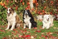 Three border collies in red leaves