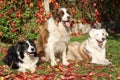Three border collies in red leaves