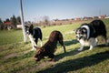 Three border collies are waiting in forest on the road.