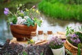Three bottle of homeopathic globules, mortars of medicinal herbs, basket of healing plants on a wooden stump on bank of river