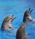 Three Bottlenosed Dolphins playing in water Royalty Free Stock Photo