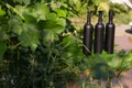 Three bottles of black on the background of grape leaves, in the leaves, on the street. vineyard in the countryside. natural Royalty Free Stock Photo