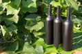 Three bottles of black on the background of grape leaves, in the leaves, on the street. vineyard in the countryside. natural Royalty Free Stock Photo