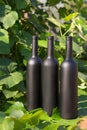 Three bottles of black on the background of grape leaves, in the leaves, on the street. vineyard in the countryside. natural Royalty Free Stock Photo