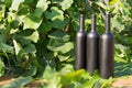 Three bottles of black on the background of grape leaves, in the leaves, on the street. vineyard in the countryside. natural Royalty Free Stock Photo