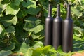 Three bottles of black on the background of grape leaves, in the leaves, on the street. vineyard in the countryside. natural Royalty Free Stock Photo