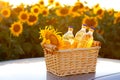 Three bottles of sunflower oil in a wicker basket Royalty Free Stock Photo