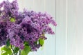 Three bouquets of lilac in round transparent vases near window Royalty Free Stock Photo