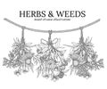 Three bouquets of medicinal herbs hanging on a cord