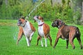 Three Boxers playing in a stream of water from a garden hose on a hot summer day HDR. Royalty Free Stock Photo