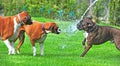 Three Boxers playing in a stream of water hits the brindle in the face on a hot summer day HDR. Royalty Free Stock Photo