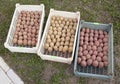 Three boxes with of seed potatoes Royalty Free Stock Photo