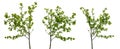 Three branched tree branches with many young leaves on white background Royalty Free Stock Photo