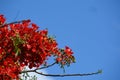 Three branches of the flame tree, in blossom Royalty Free Stock Photo