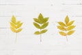 Three branches with leaves of young ash. Top view on yellowed ash leaves in autumn. Autumn concept Royalty Free Stock Photo