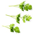 Three branches of parsley