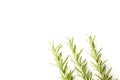 Three branches of rosemary on a white background