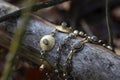 Brass bracelets with labradorite stone on wooden background Royalty Free Stock Photo