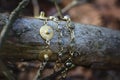 brass bracelets with labradorite stone on wooden background Royalty Free Stock Photo