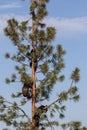 Climbing Baby Bears