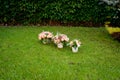 Three bridal bouquets on the green grass.