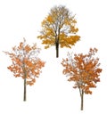 Three bright autumn maples cutout on white
