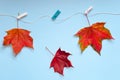 Three bright colored maple leaves are attached with clothespins to the rope. One of them falls. The concept of autumn. Completion Royalty Free Stock Photo