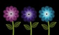 Three Bright Flowers on Black Background