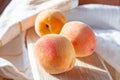 Three bright fresh juicy red and orange peaches on the wooden board in the sunny kitchen in summer. Royalty Free Stock Photo