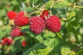 Three Bright juicy raspberries on the branch Royalty Free Stock Photo