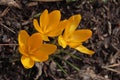 Three bright orange crocus flowers in the woods