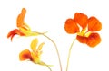 Three bright orange flowers of Tropaeolum majus or nasturtium isolated on white background Royalty Free Stock Photo