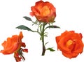 Three bright orange rose blooms